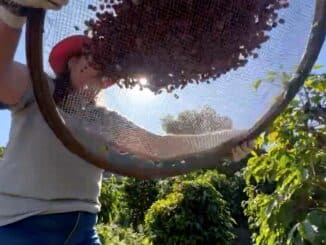 Dados da segunda estimativa para a safra cafeeira deste ano no Brasil, divulgada pela Companhia Nacional de Abastecimento (Conab), indicam que a produção total nacional, englobando as espécies arábica e conilon, atingirá 54,74 milhões de sacas